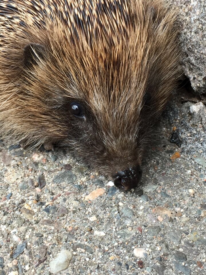Animal mammal