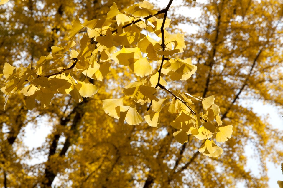 Autumn leaf the leaves