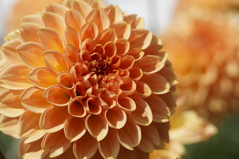 Globose blossom bloom