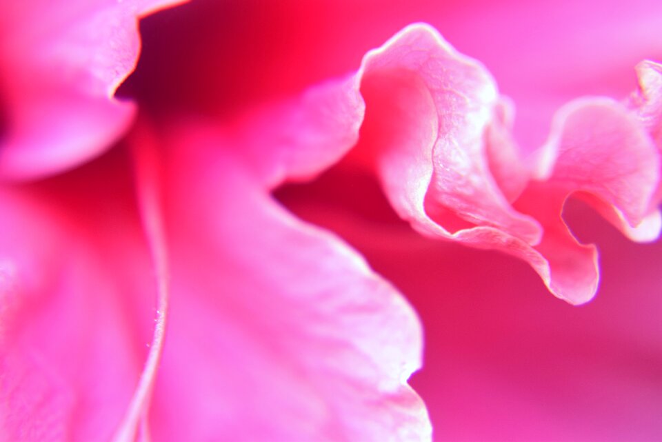 Petals red pink