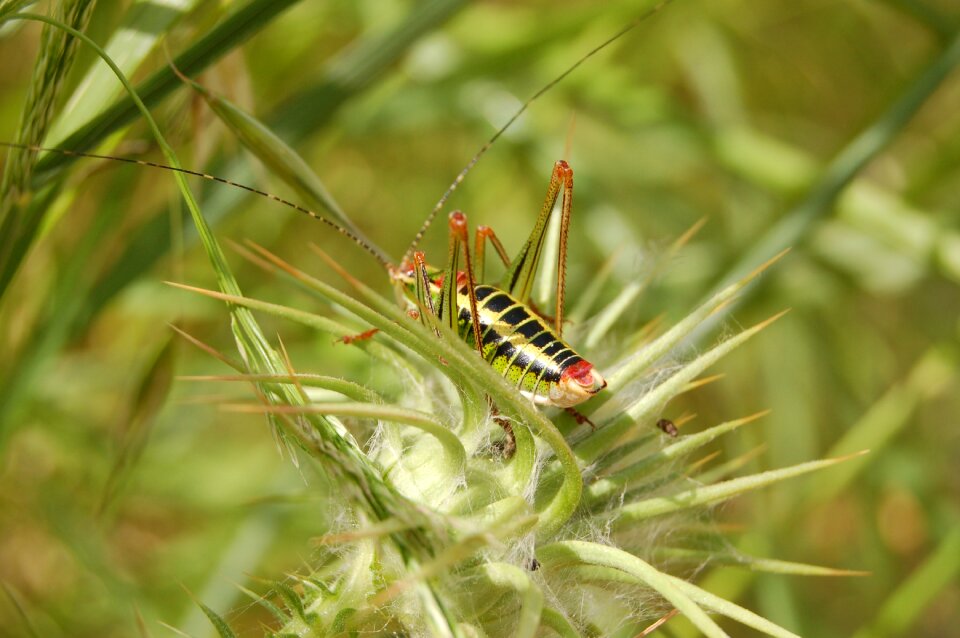 Insect nature