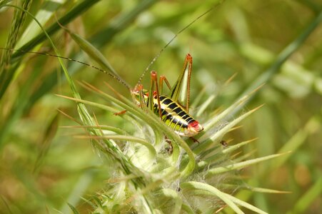 Insect nature