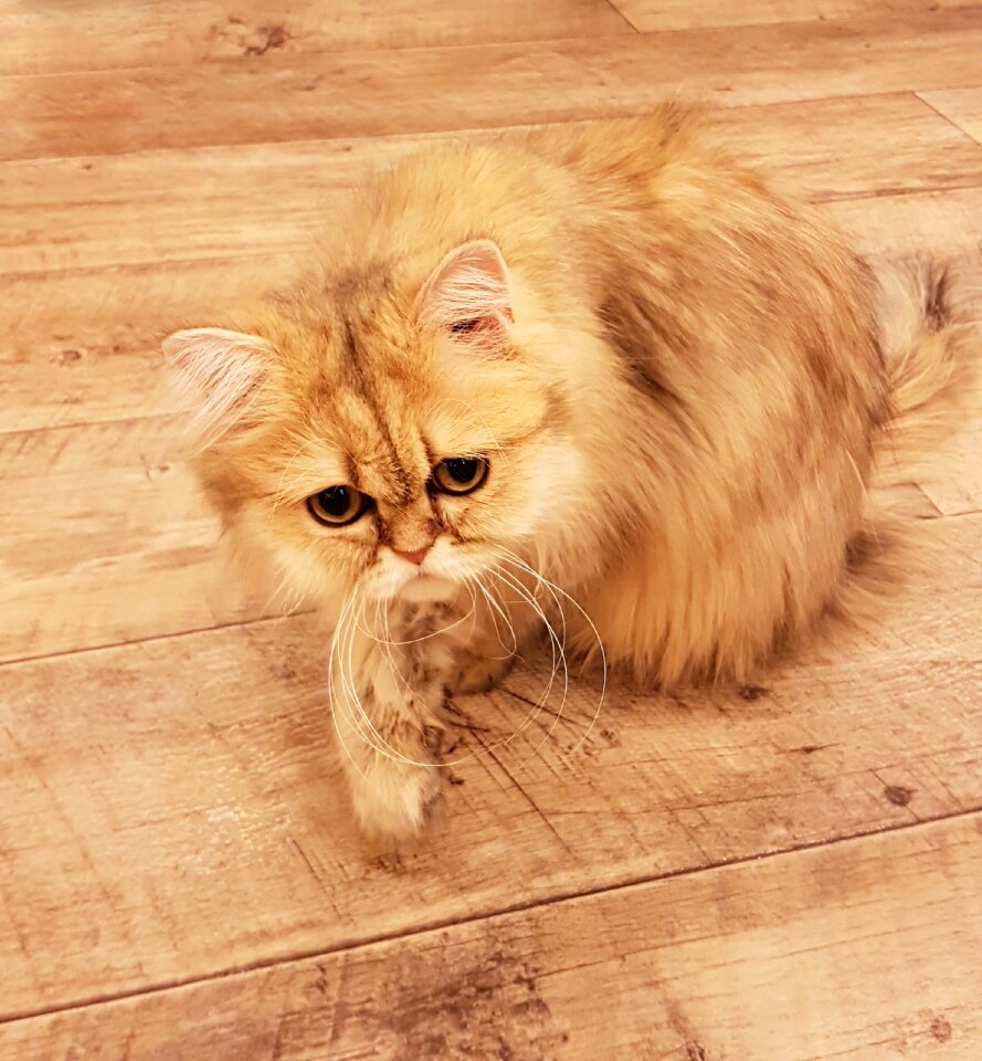 Pet feline domestic
