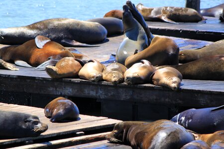 Crawl pier 13 san francisco