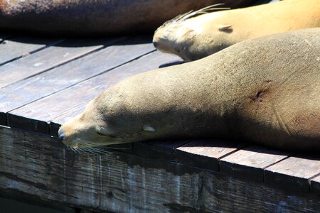 Sea lion concerns relax photo