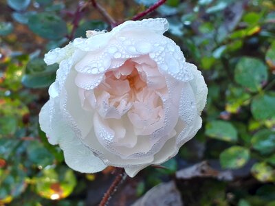 White drip close up