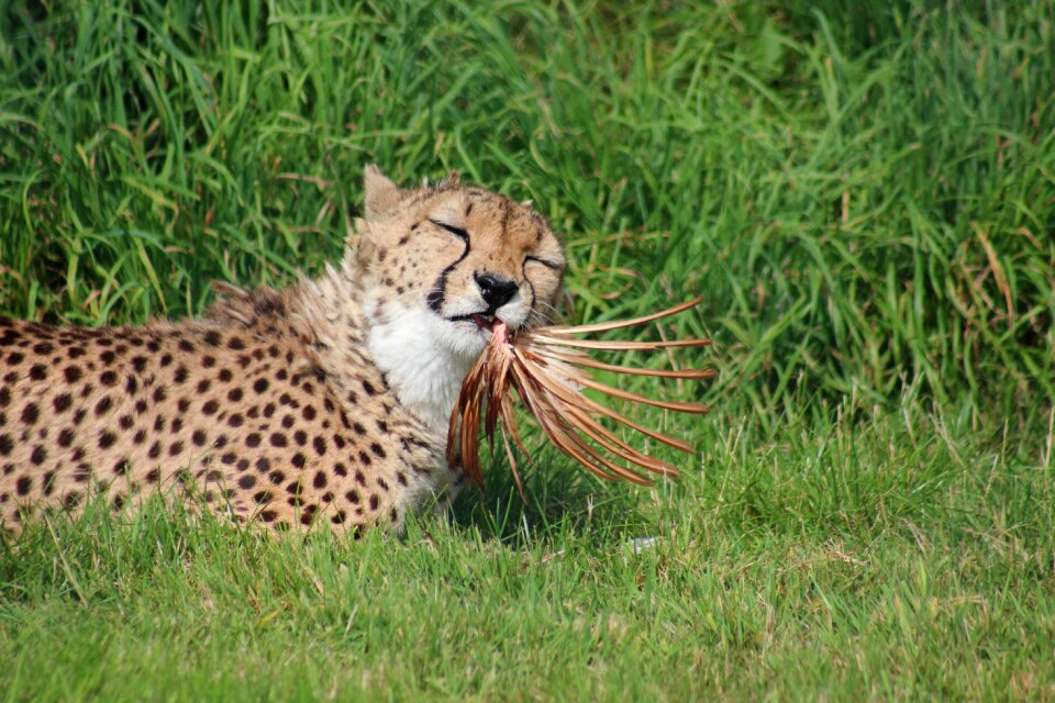 Africa big cat photo