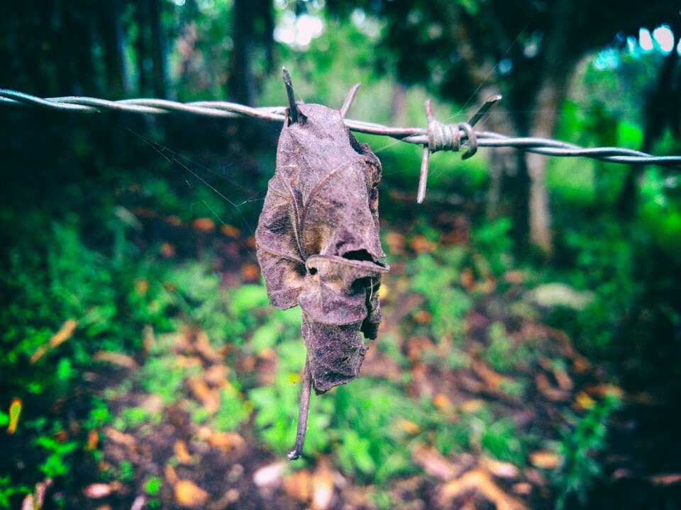 Barbed nature steel