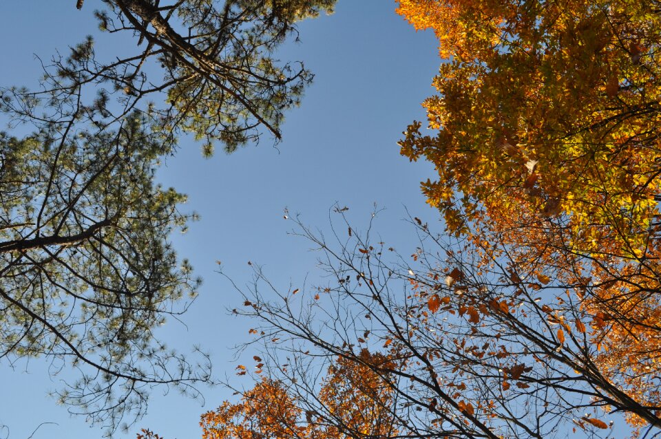 Autumn sky autumn leaves