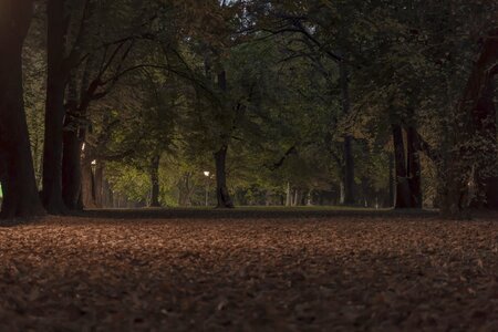 Park in the city dark