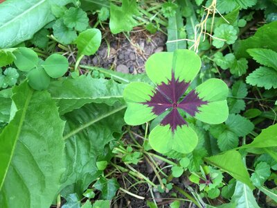 Clover chance lucky