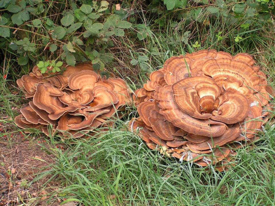Mushrooms autumn netherlands