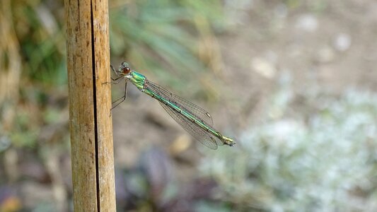Summer insect green