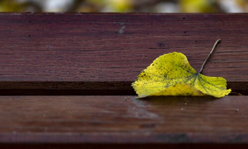 Autumn leaf bench photo