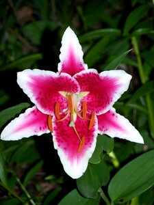 Lily nature