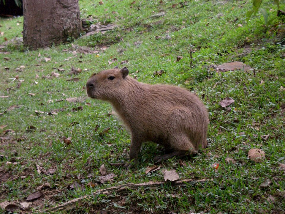 Capybara animal rodent