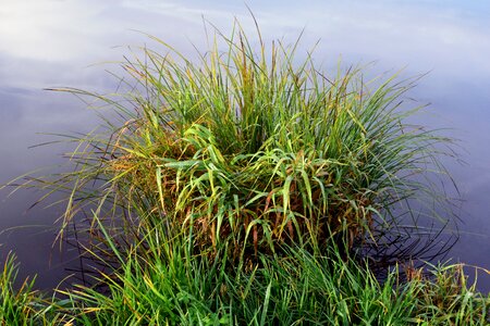 Grasses water lake photo