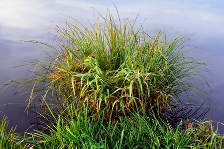 Grasses water lake
