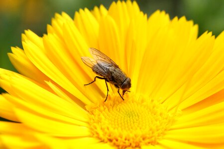 Insect blossom bloom