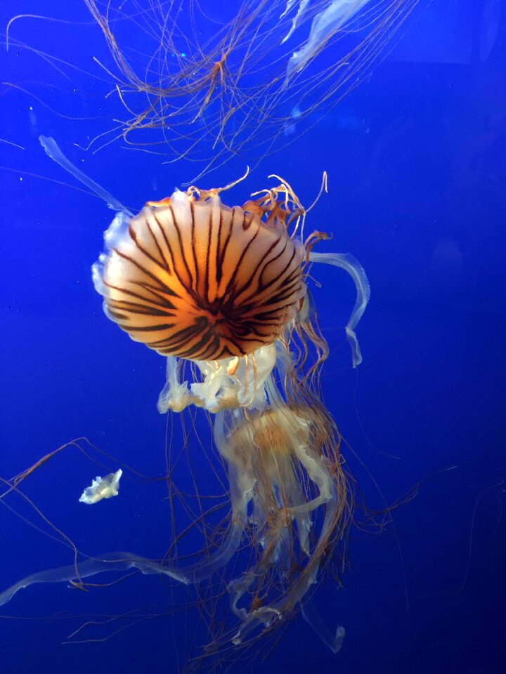 Salt water diving cnidarian