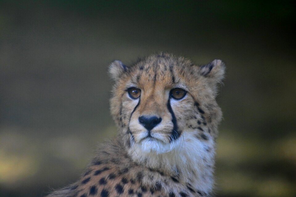 Cheetah portrait feline