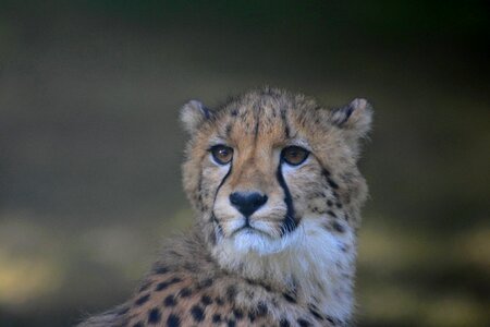 Cheetah portrait feline photo