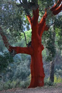 Red bark cork photo