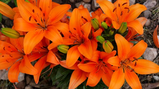 Lilly nature bloom