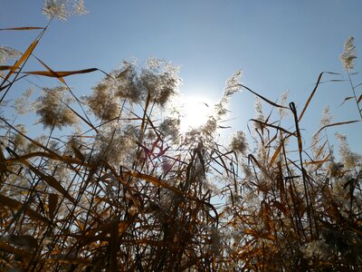 Park corner reed sunshine