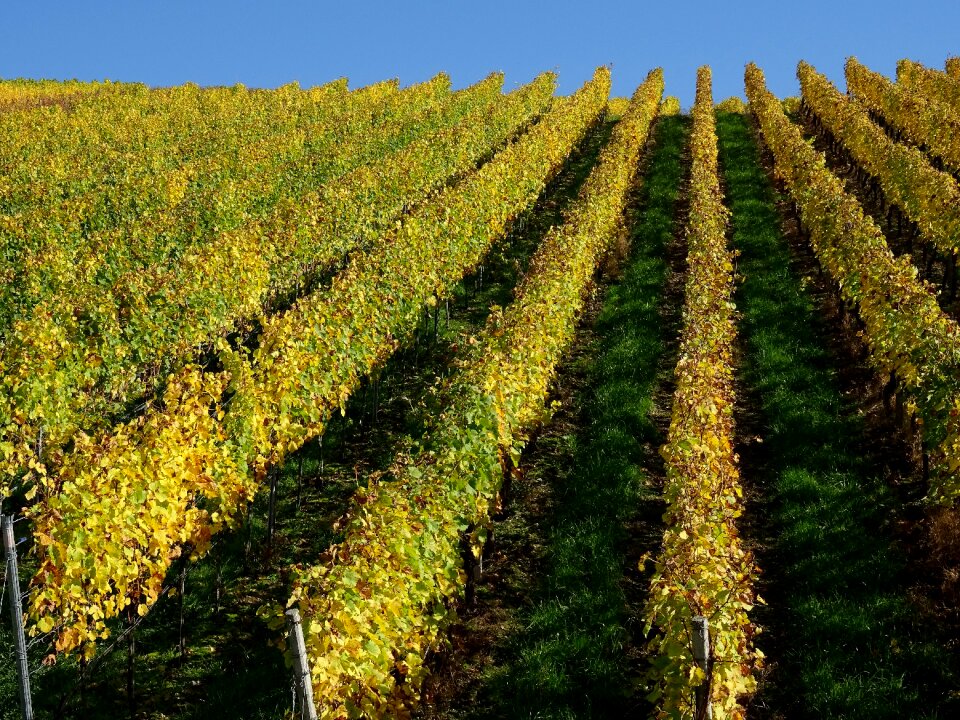 Vine nature slope