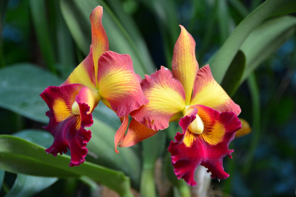 Flower orchid nature