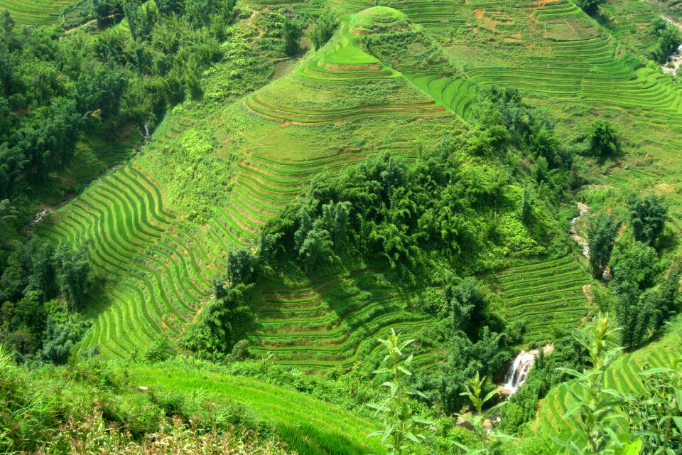Rice field green tour