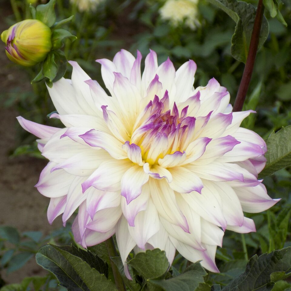 Summer flowers beautiful closeup