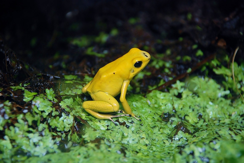Colorful nature animal
