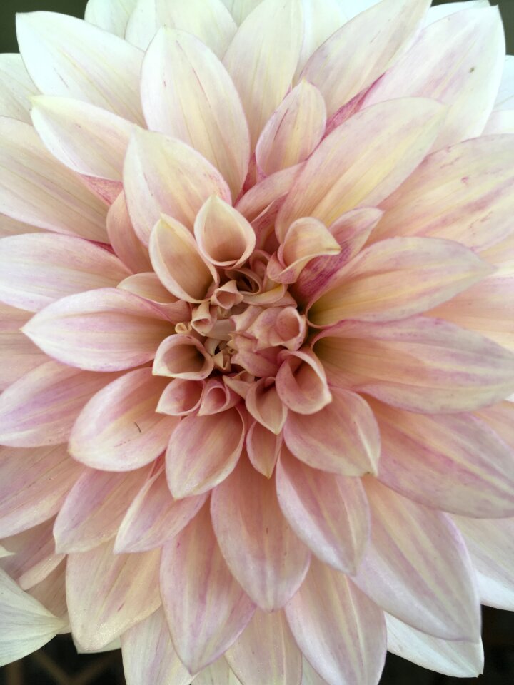 Detail pink