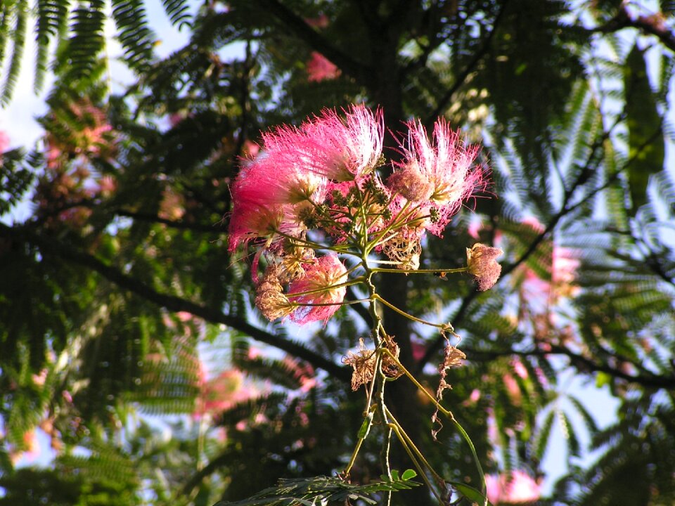 Albizia close up pink flowers