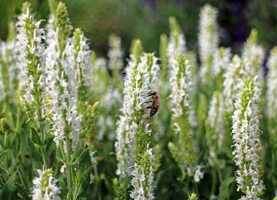 Shrub ornamental plant lamiaceae