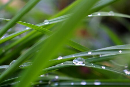 Outdoor organic spring