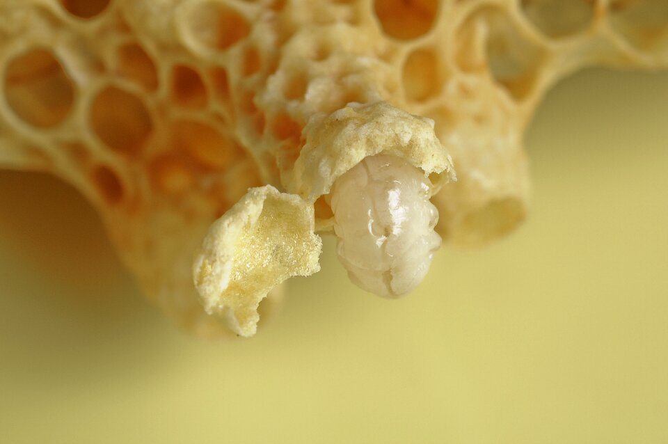 Queen close up nature