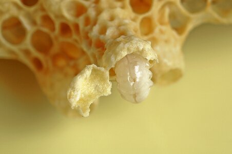 Queen close up nature