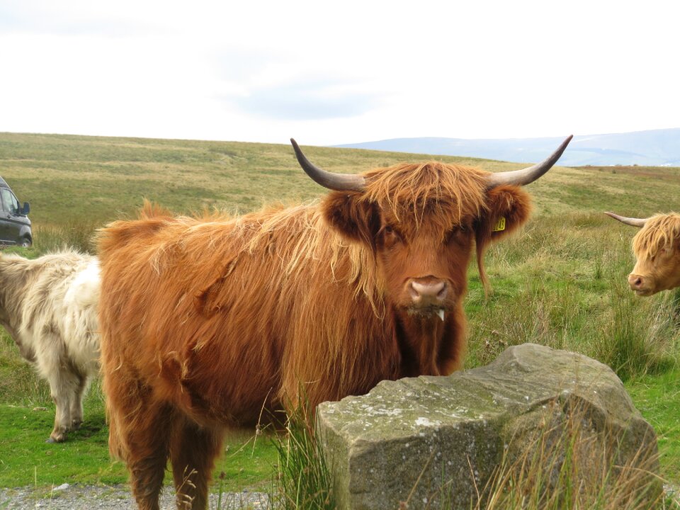 Domestic animal farm