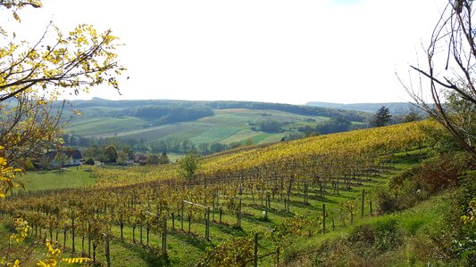 Vineyards nature hiking