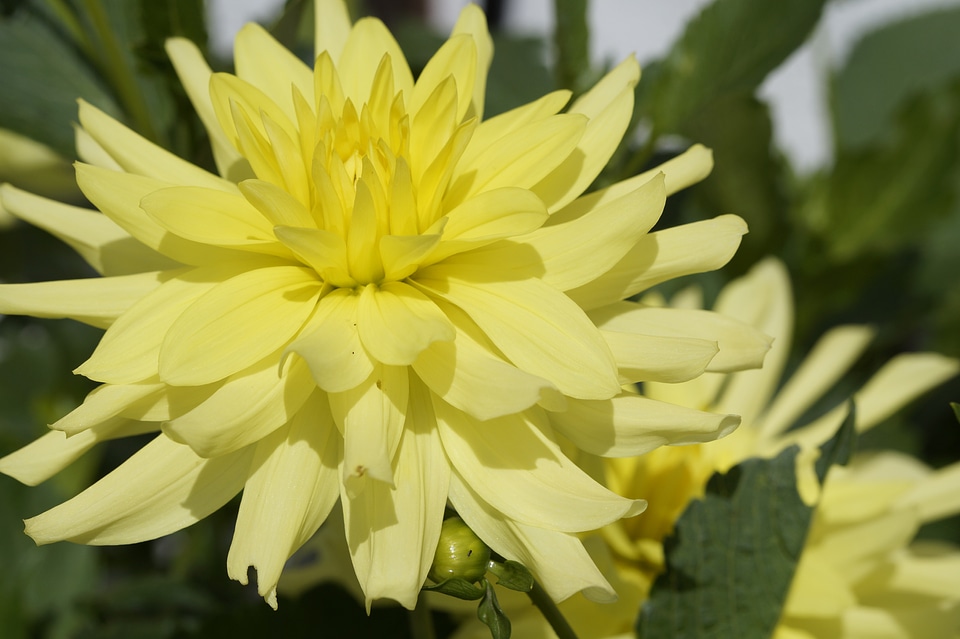 Flower blossom bloom