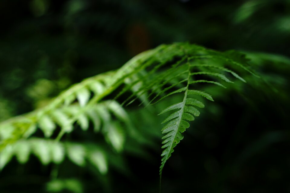 Green nature plant