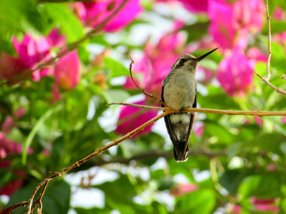Birds environment beija flor