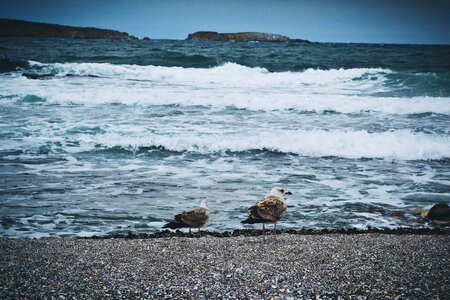 Coast sea seagull photo