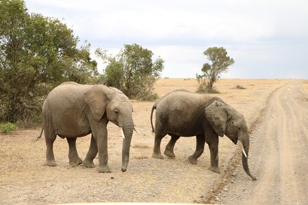 Wild wildlife africa