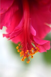 Red pink petals photo