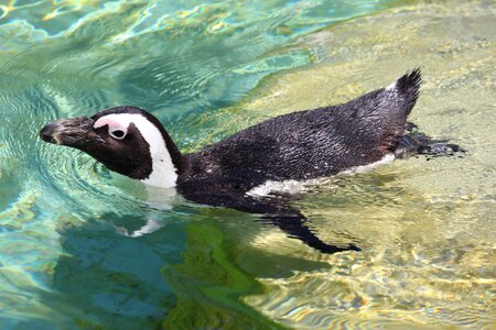 Water zoo animal