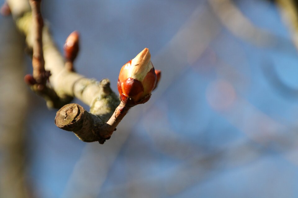 Bloom tree branch